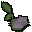 Cave nightshade