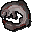 Cave moray