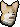 Corgi puppy