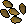 Money tree seed