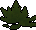 Fern