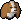 Spaniel puppy