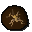 Desert locust in amber