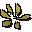 Star flower