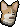 Corgi puppy